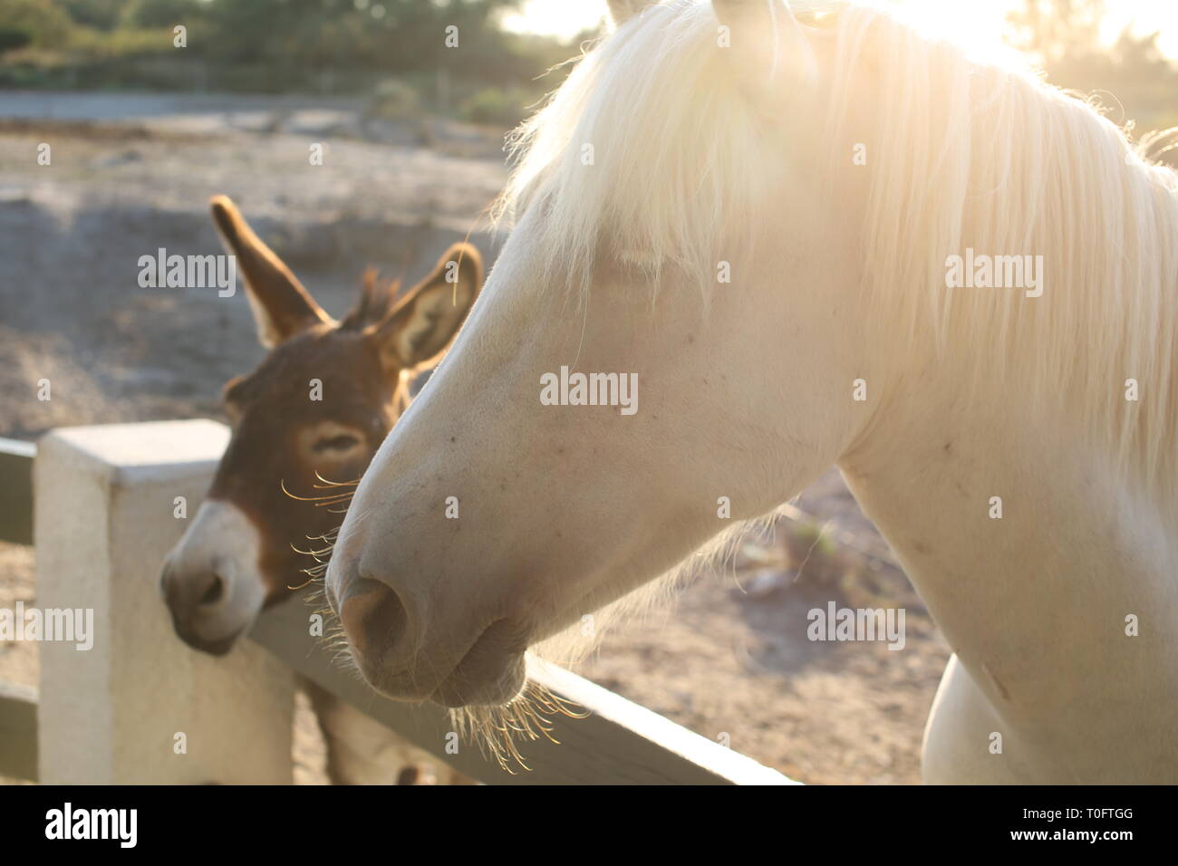 Beautiful white horse with long mane with a young brown donkey friend waiting at a picket fence in the setting sun Stock Photo