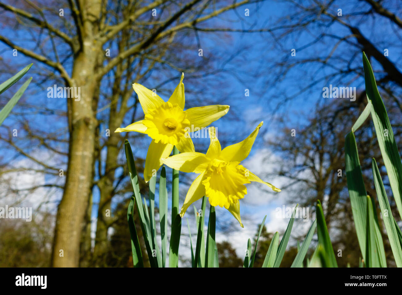 Daffodil flowers from low angle against blue sky Stock Photo