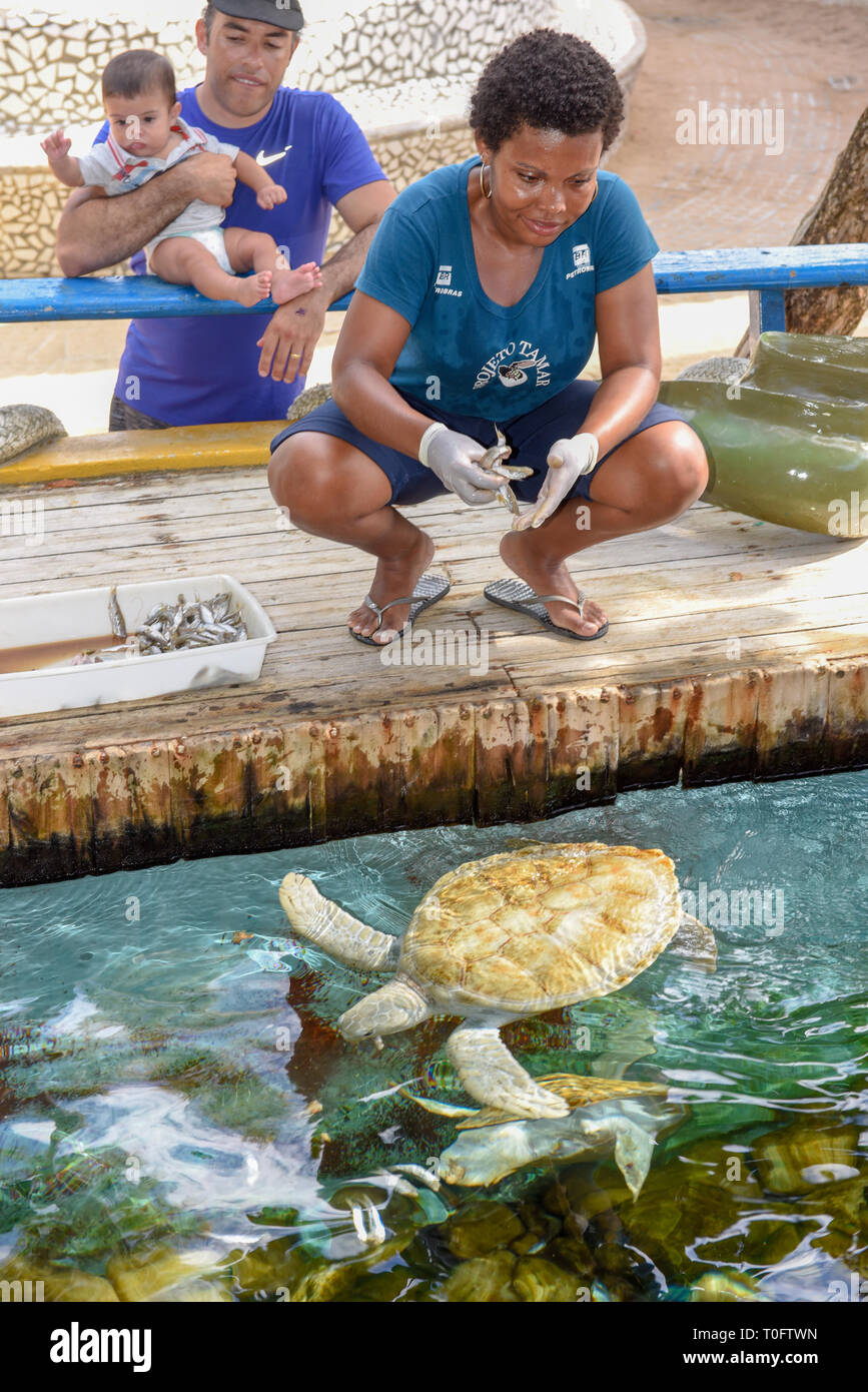 Praia do Forte, Brazil - 31 January 2019: woman who feeds the turtles on Project Tamar tank at Praia do Forte in Brazil Stock Photo