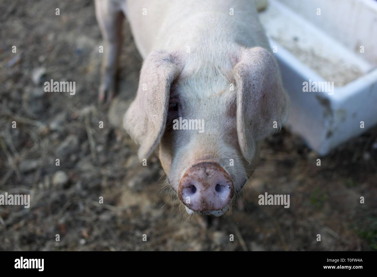 Close up of head of pink pig in farmyard Stock Photo