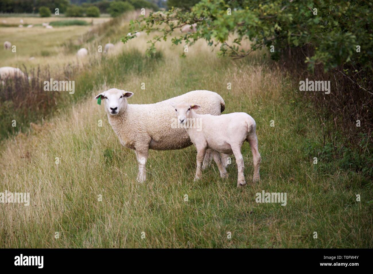Newly sheared Romney Marsh sheep and her lamb in a green field Stock Photo