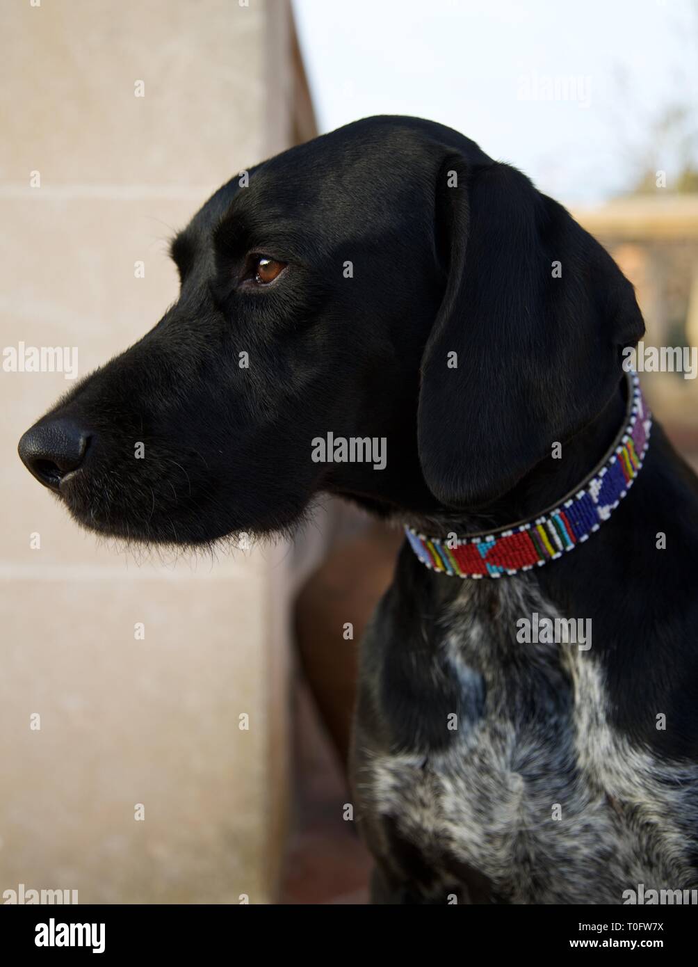 Close up of black Pointer Labrador mix with colourful beaded collars waiting for owner Stock Photo