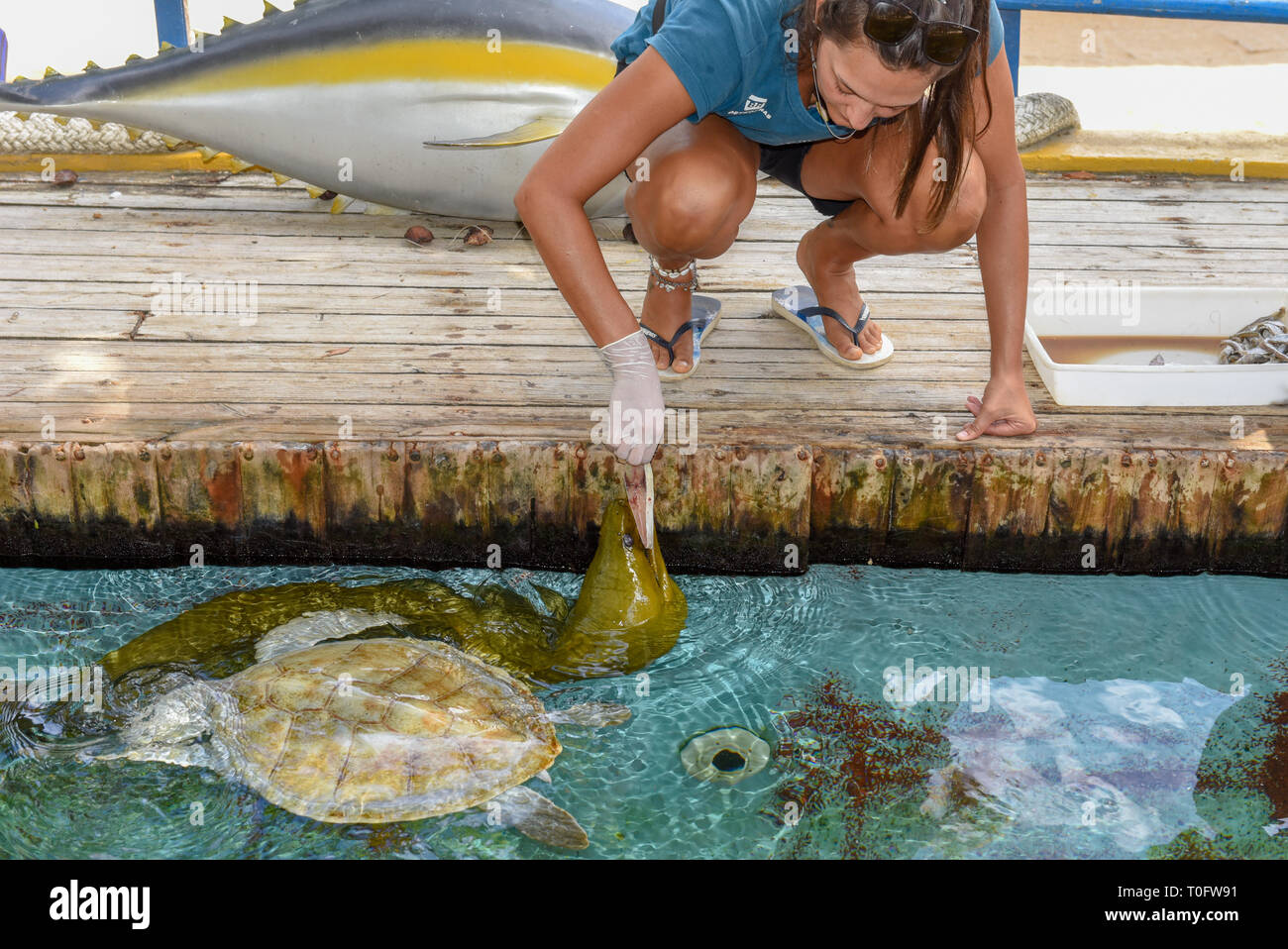 Praia do Forte, Brazil - 31 January 2019: woman who feeds moray and turtles on Project Tamar tank at Praia do Forte in Brazil Stock Photo