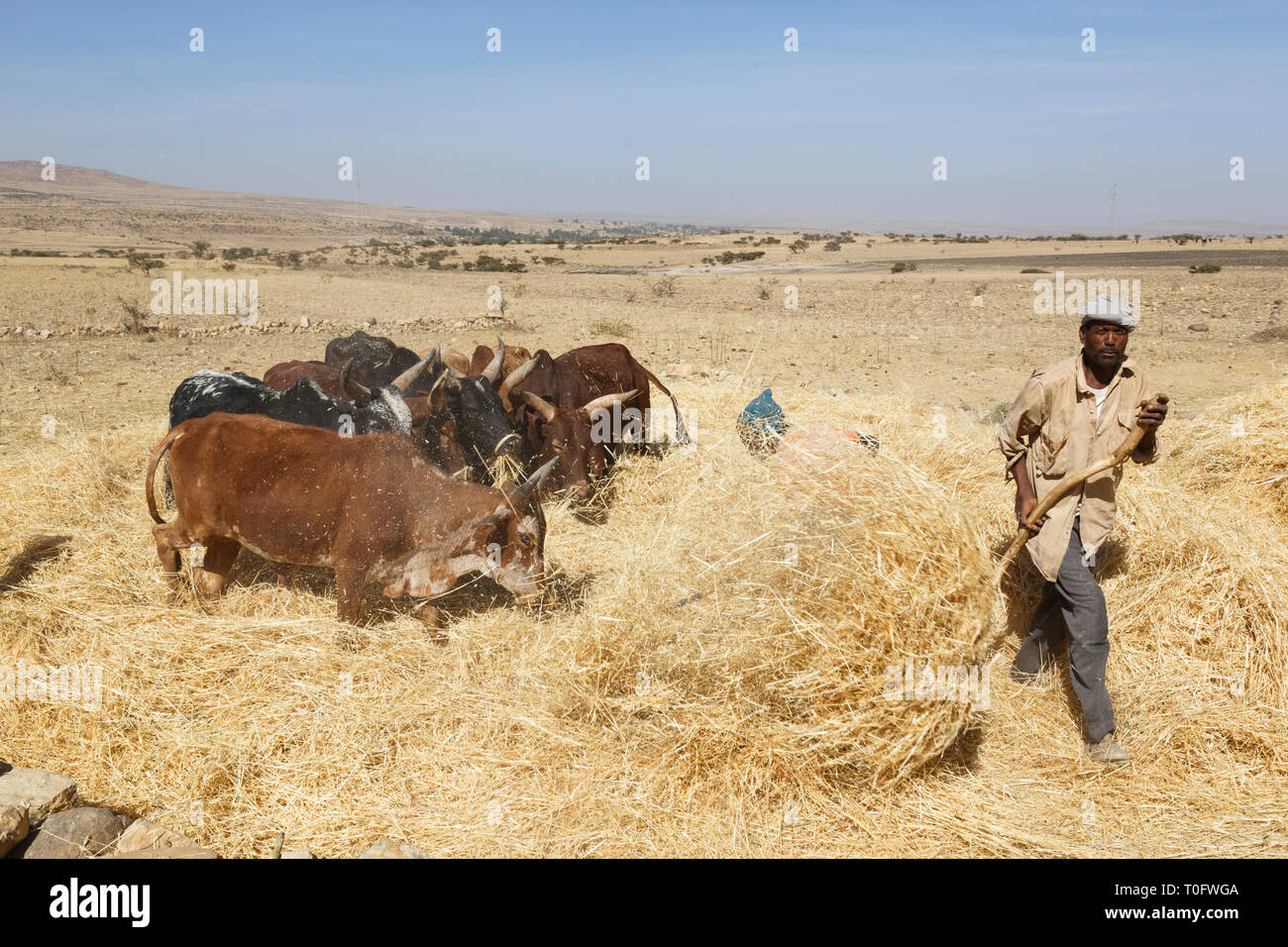 Cattle Whip High Resolution Stock Photography and Images - Alamy