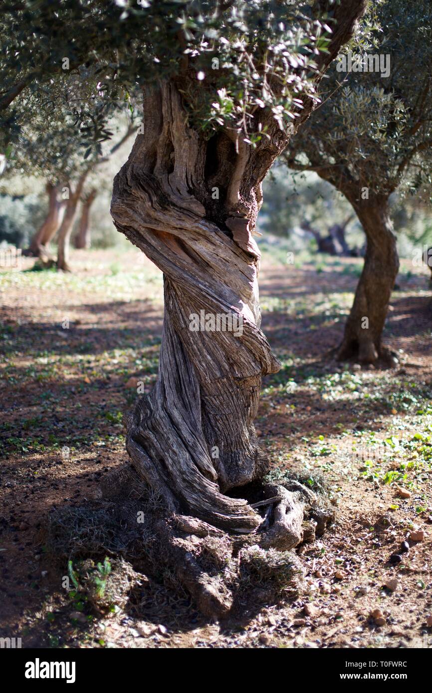 twisted tree trunk