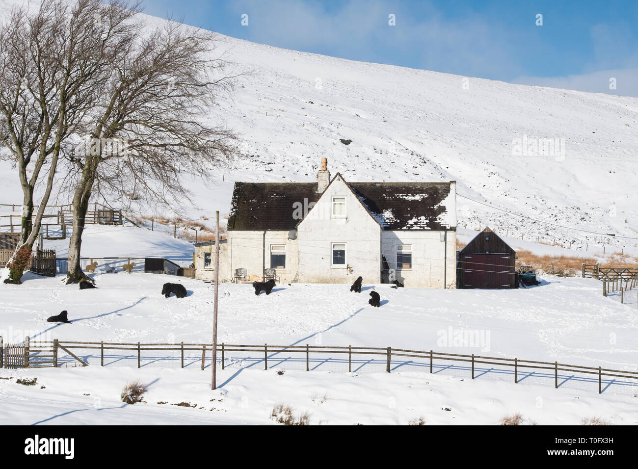 Newfoundland dogs outside a house in the snow in Wanlockhead village. Scotlands highest village. Dumfries and Galloway, Scottish borders, Scotland Stock Photo