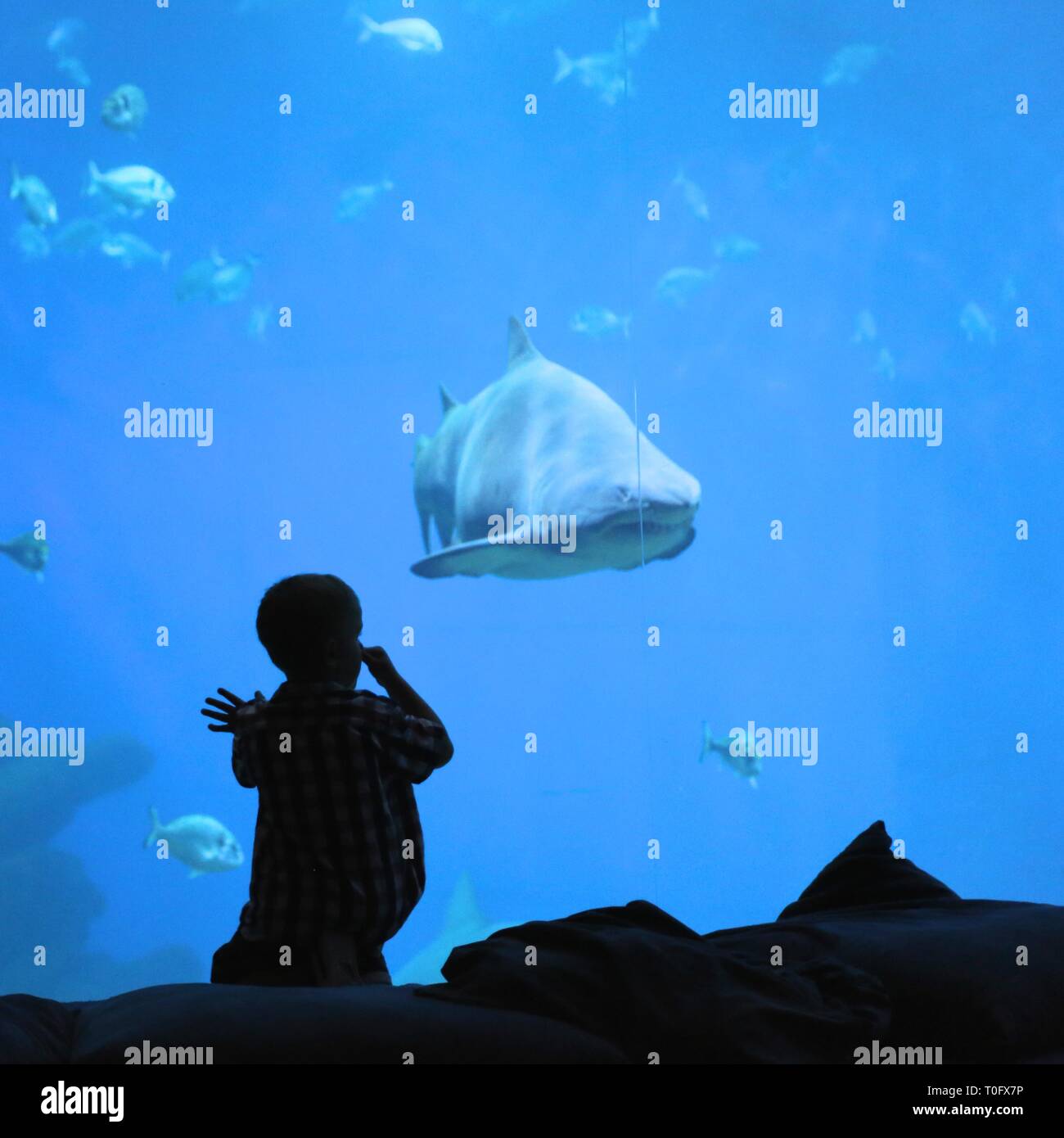 Boy in Aquarium watches shark swimming towards him in a tank through the glass Stock Photo