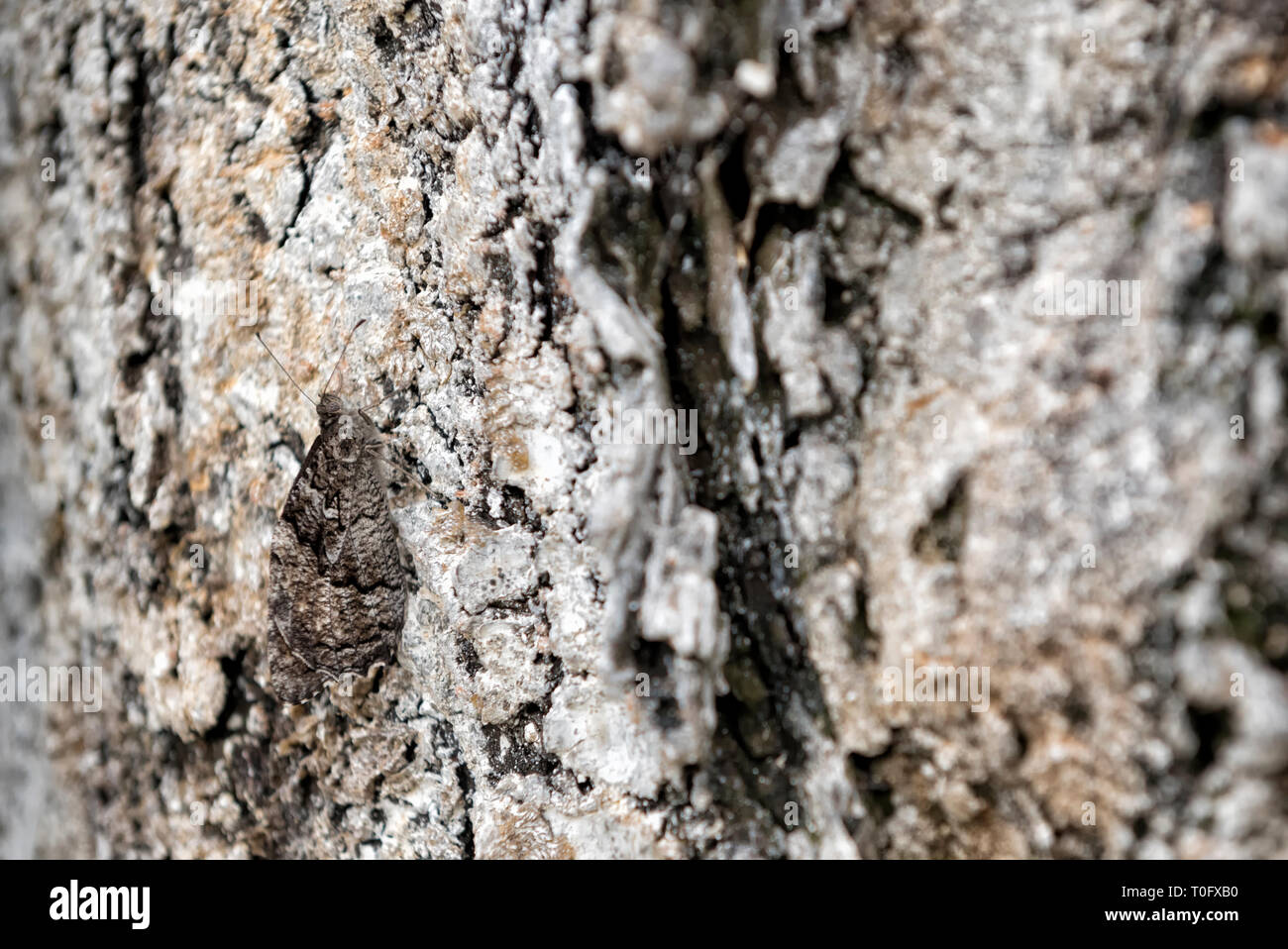 Butterfly camouflaged on tree bark Stock Photo