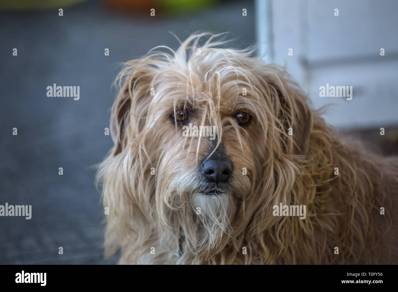 View of domestic dog without a determined breed, hairy and very funny and  expressive Stock Photo - Alamy