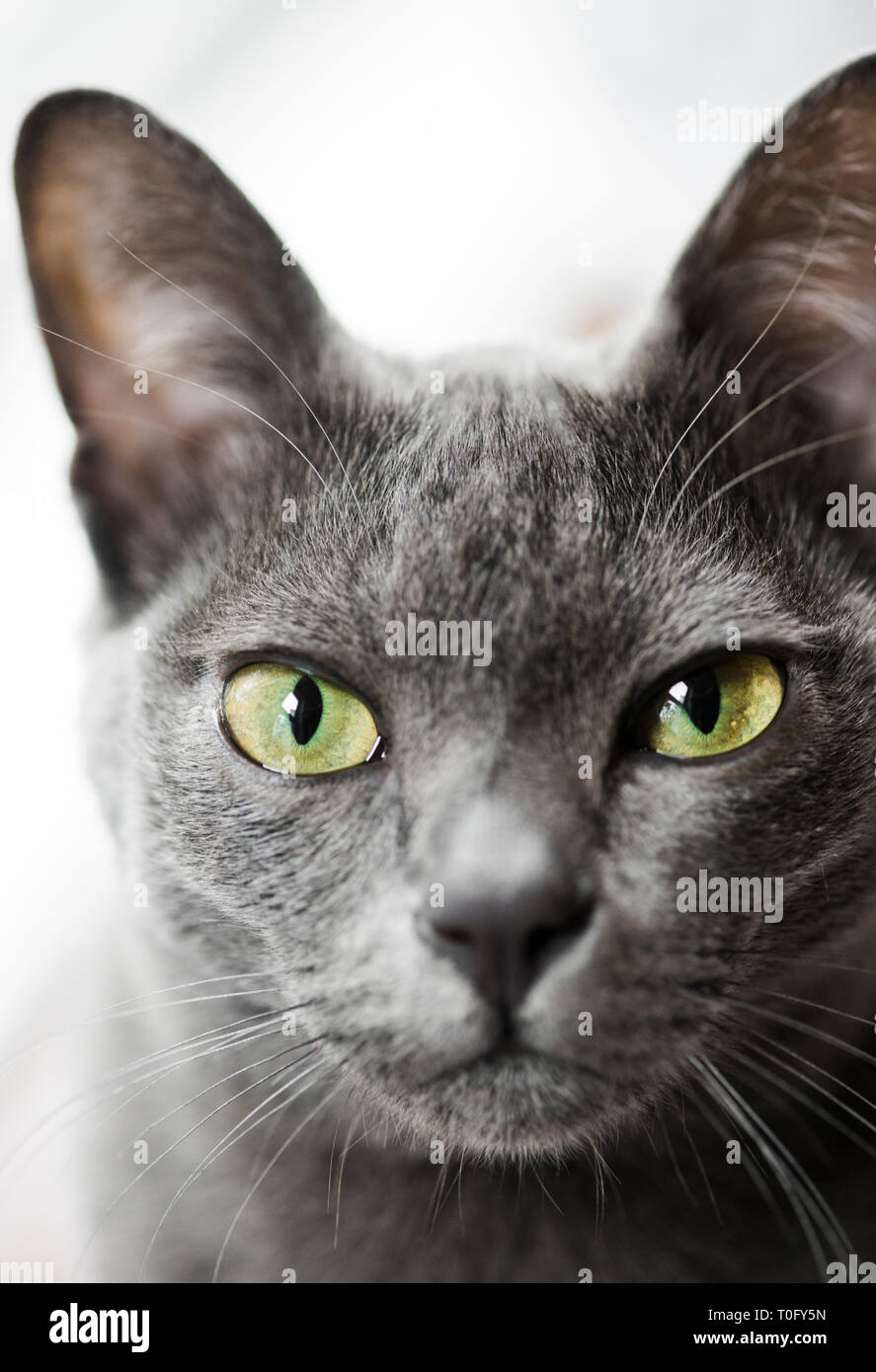 Grey Korat cat Stock Photo - Alamy