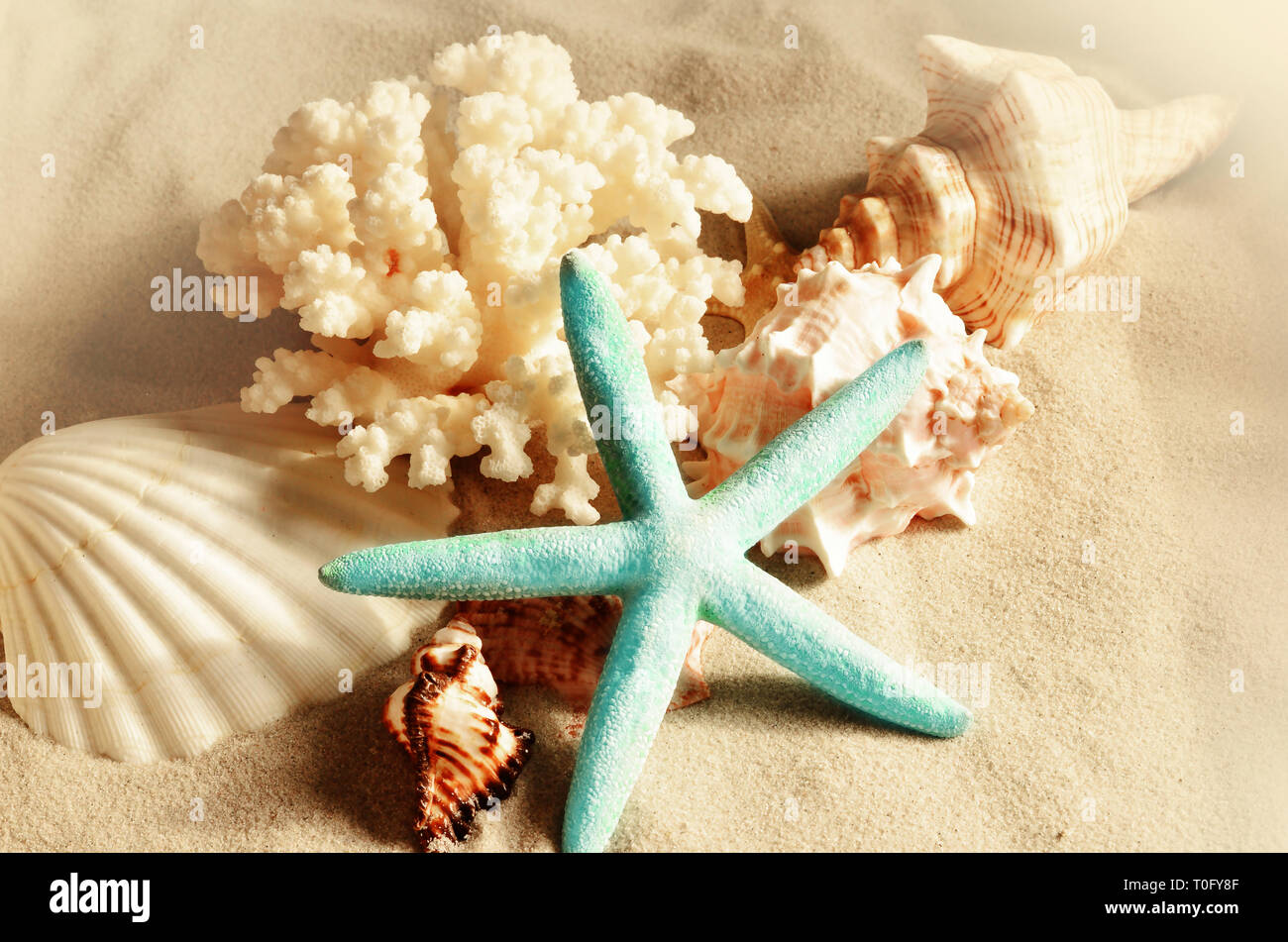 Sea shells with sand as background. Sashells and starfish. Stock Photo