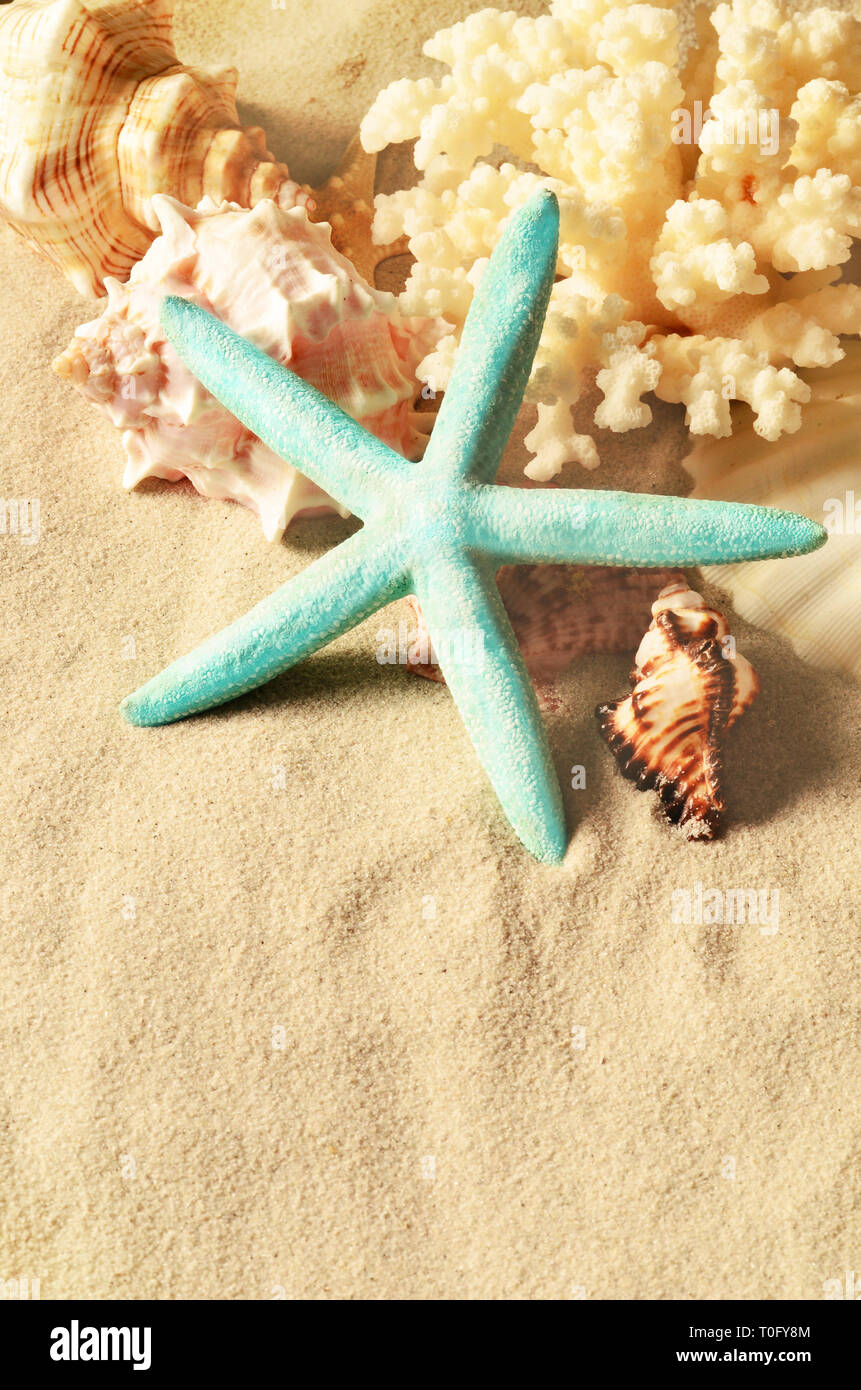Sea shells with sand as background. Sashells and starfish. Stock Photo