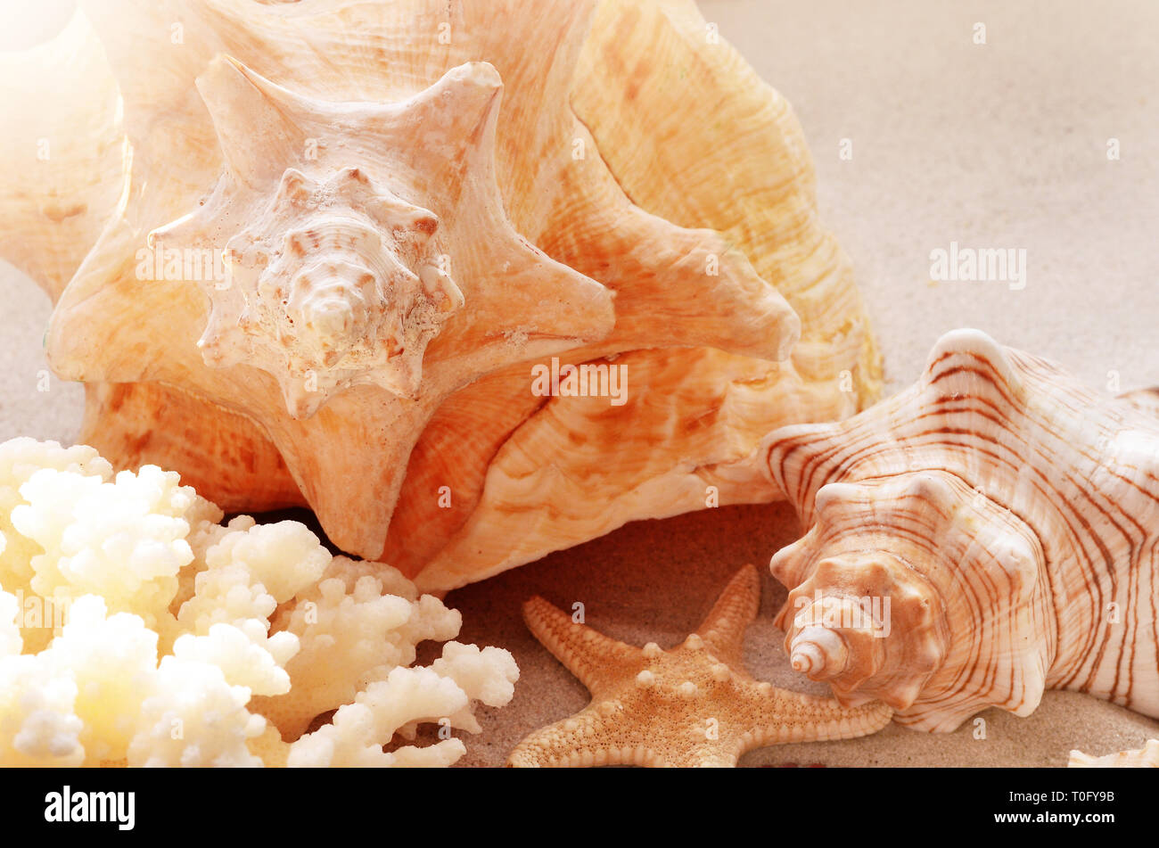 Summer beach. Seashell on the sand Stock Photo