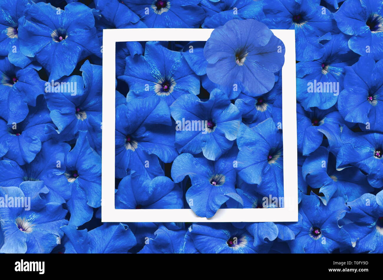 Top view of many blue colour flower background with frame Stock ...