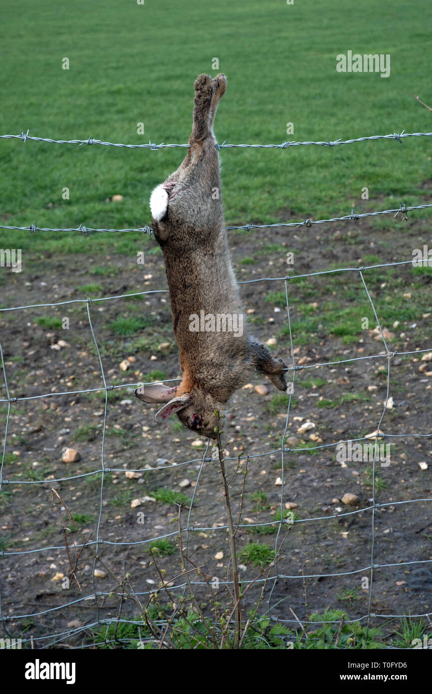 What Does A Dead Rabbit Mean at Julie Berry blog