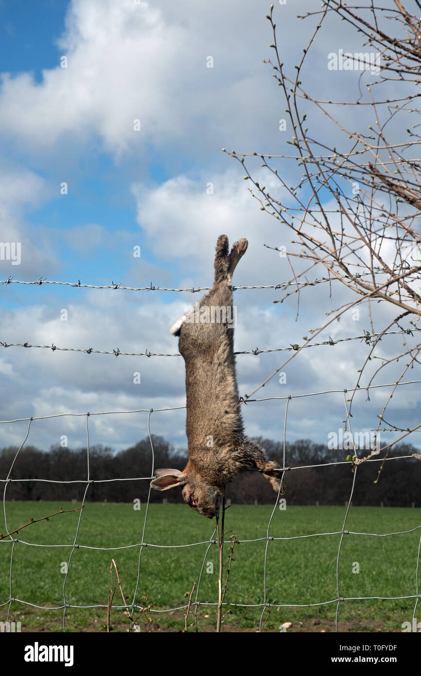 Dead rabbits hanging hires stock photography and images Alamy