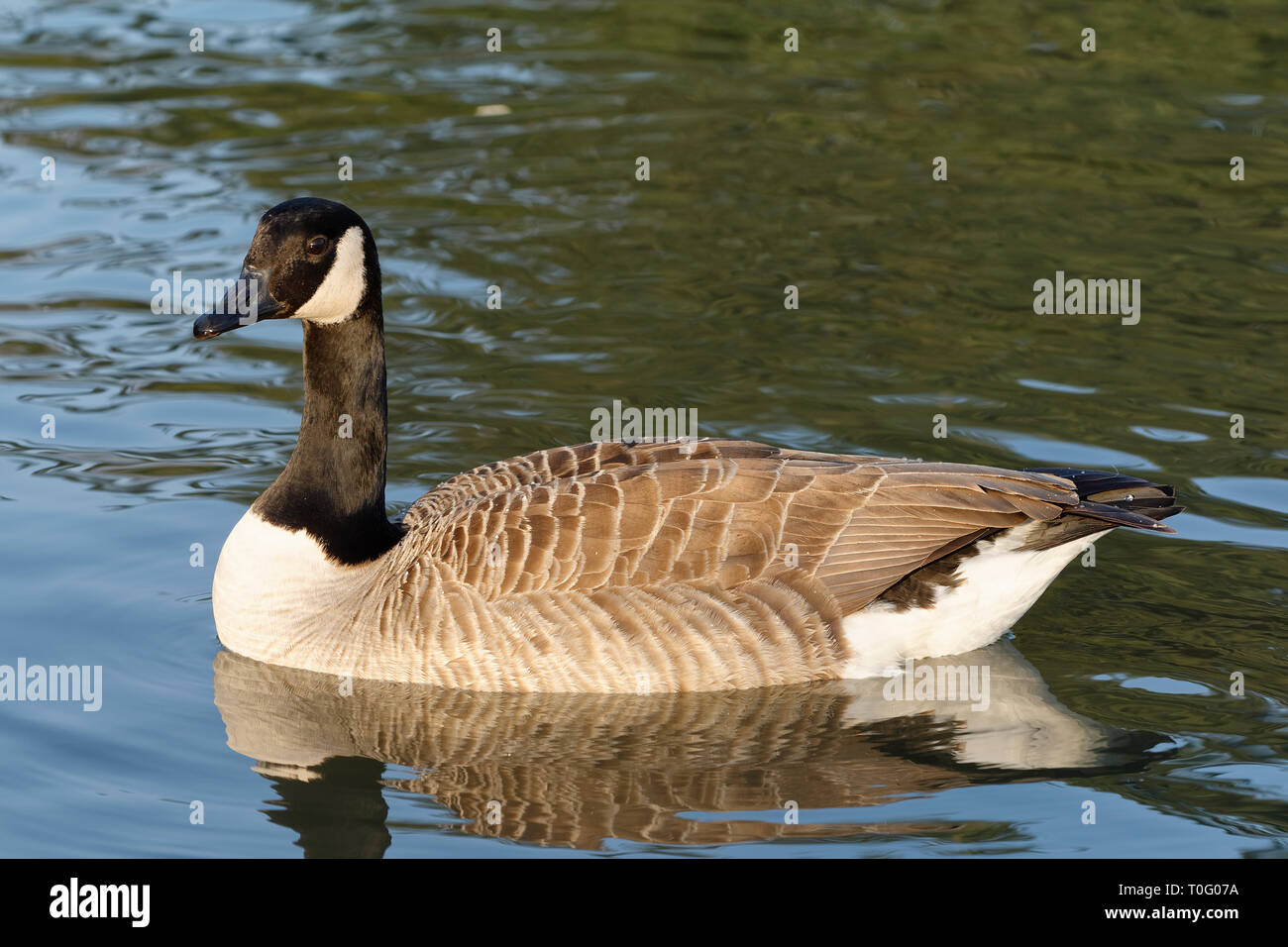 1 goose hi-res stock photography and images - Page 7 - Alamy