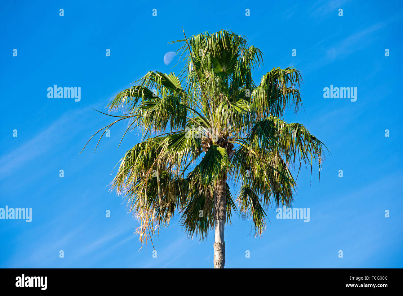 tropical palm tree with moon in blue daytime sky Stock Photo