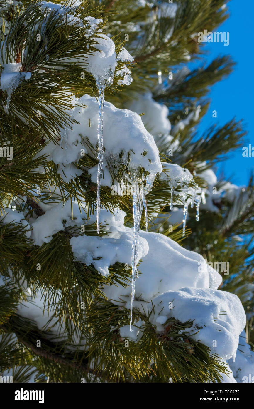 Ice sickles hang from needles holding snow of Ponderosa Pine tree on cold clear morning, Castle Rock Colorado US. Photo taken in March. Stock Photo