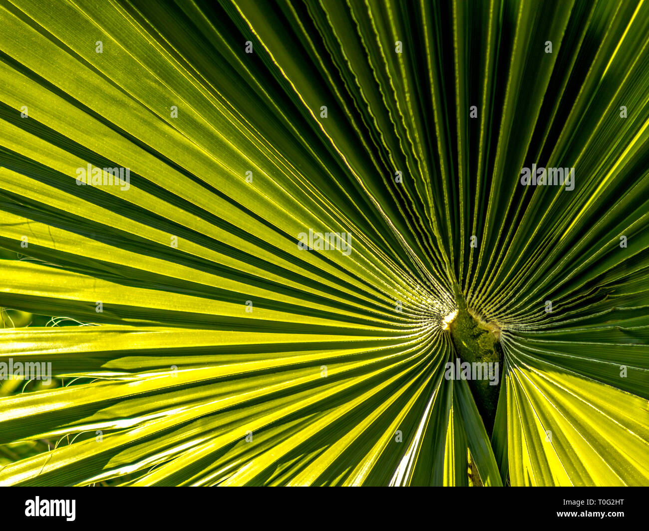 Single Mexican Palm Leaf Stock Photo