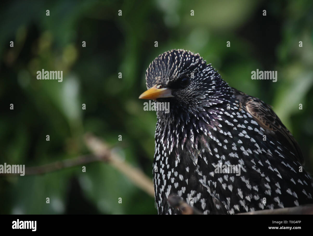 Starling england hi-res stock photography and images - Alamy