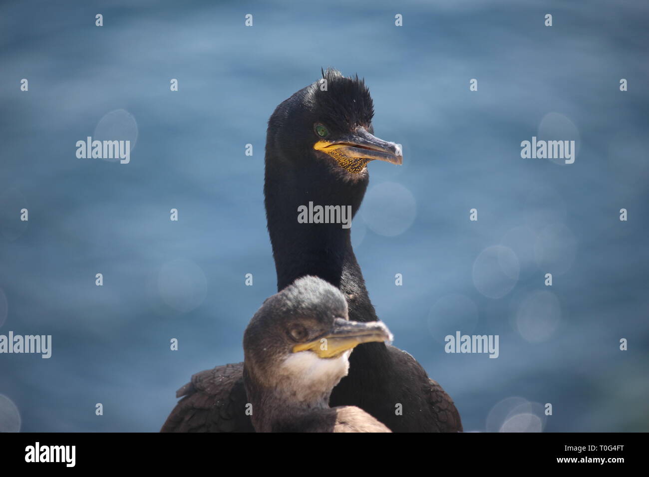 A Common Shag nesting on cliffs, Northumberland coast. Young nestling. Stock Photo
