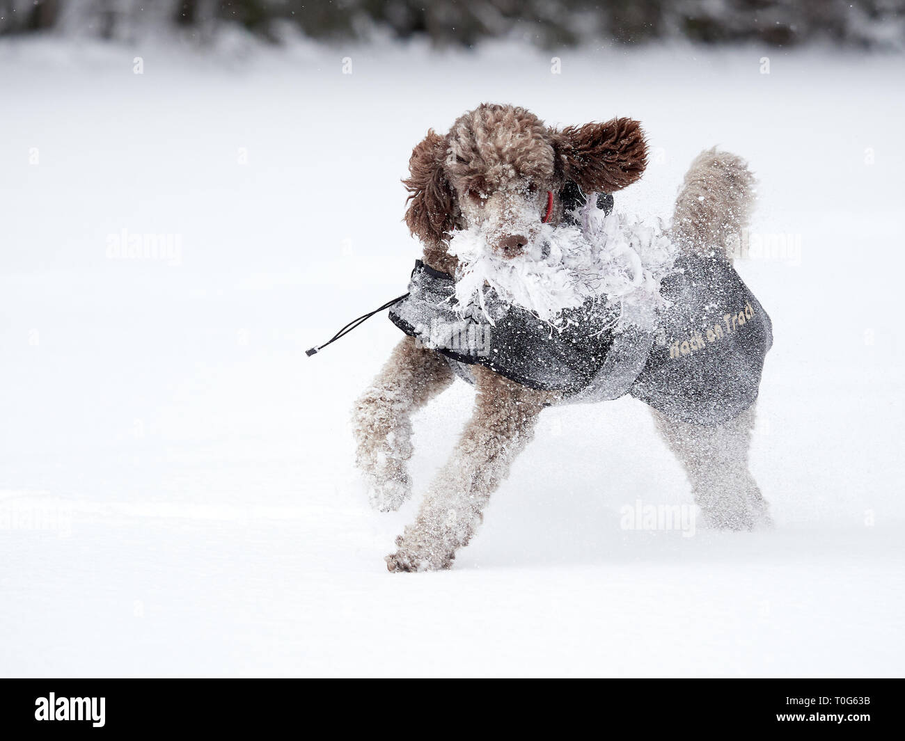 Standard poodle running and enjoying the snow on a beautiful winter day ...