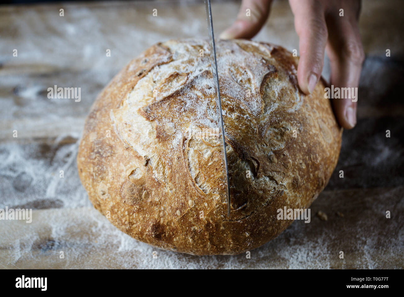Slicing fresh homemade bread made of sourdough. Homemade baking concept
