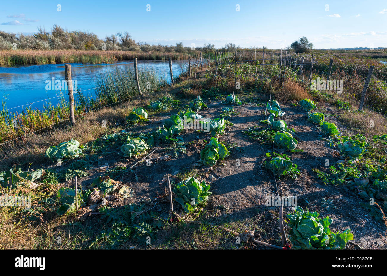 Farming, Danube Delta, UNESCO WORLD HERITAGE, Tulcea County, Romania, Europe Stock Photo