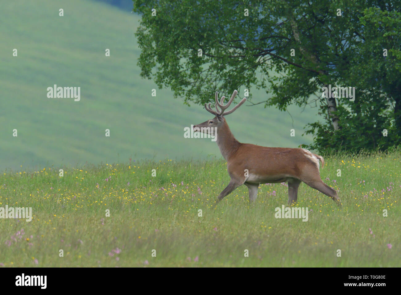 Flock of Deer stag with growing antler grazing the grass Stock Photo