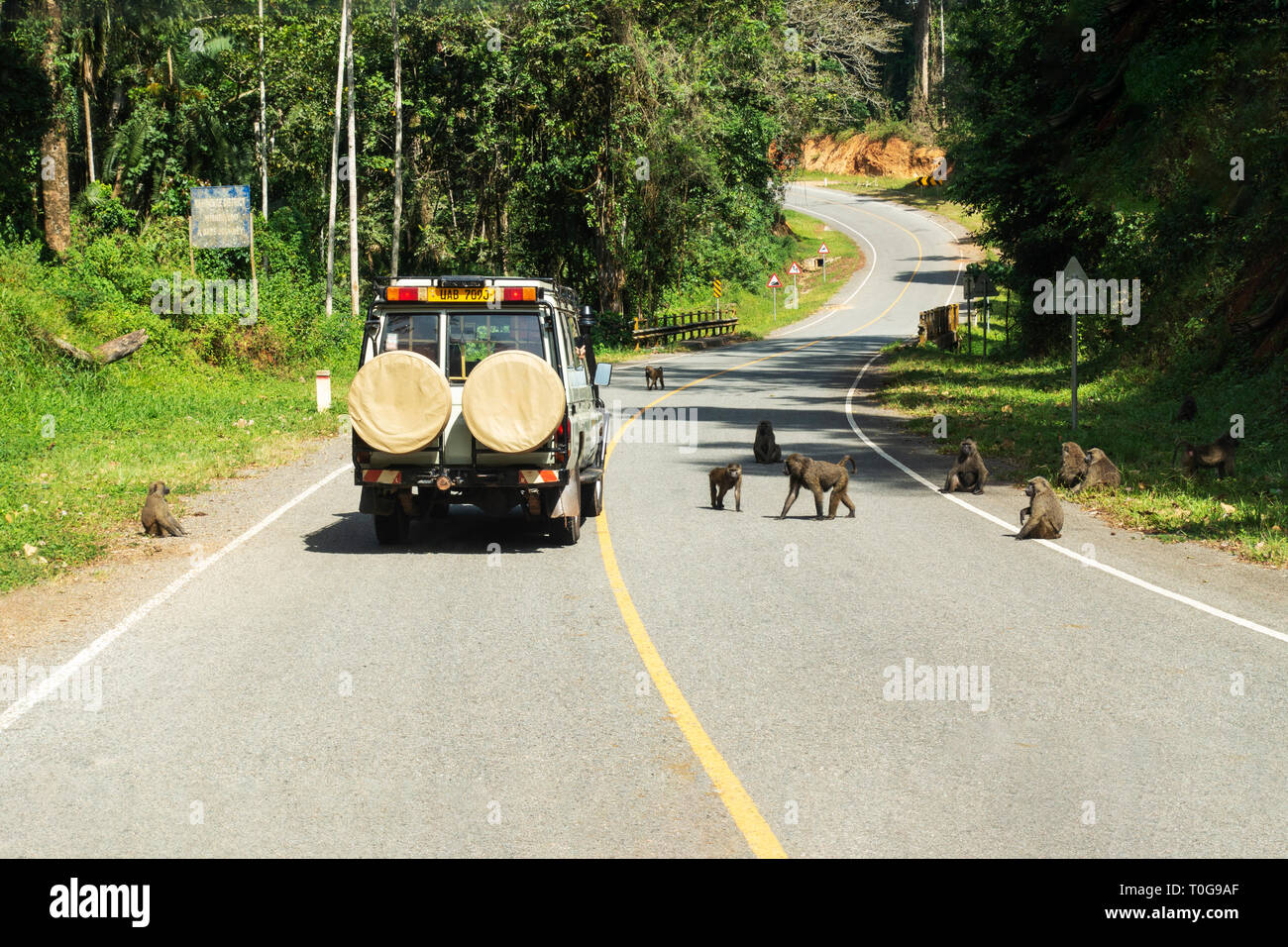 A passing tourist vehicle attracts a troupe of olive baboons (Papio anubis) in Kibale Forest National Park, South West Uganda, East Africa Stock Photo