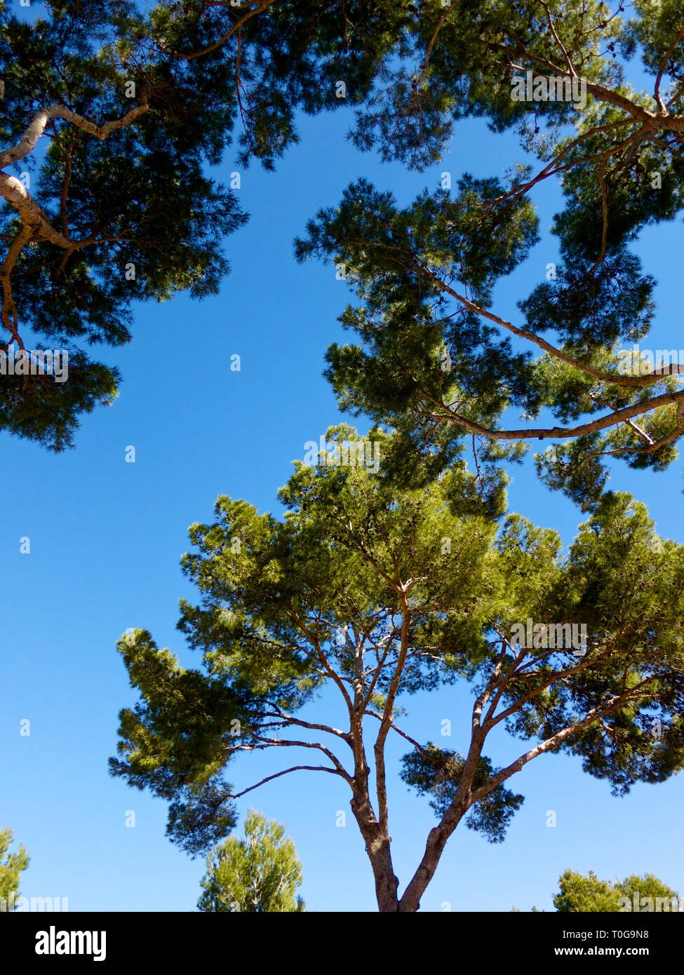 Pine Trees in the Mediterranean against a deep blue sky on a sunny day Stock Photo