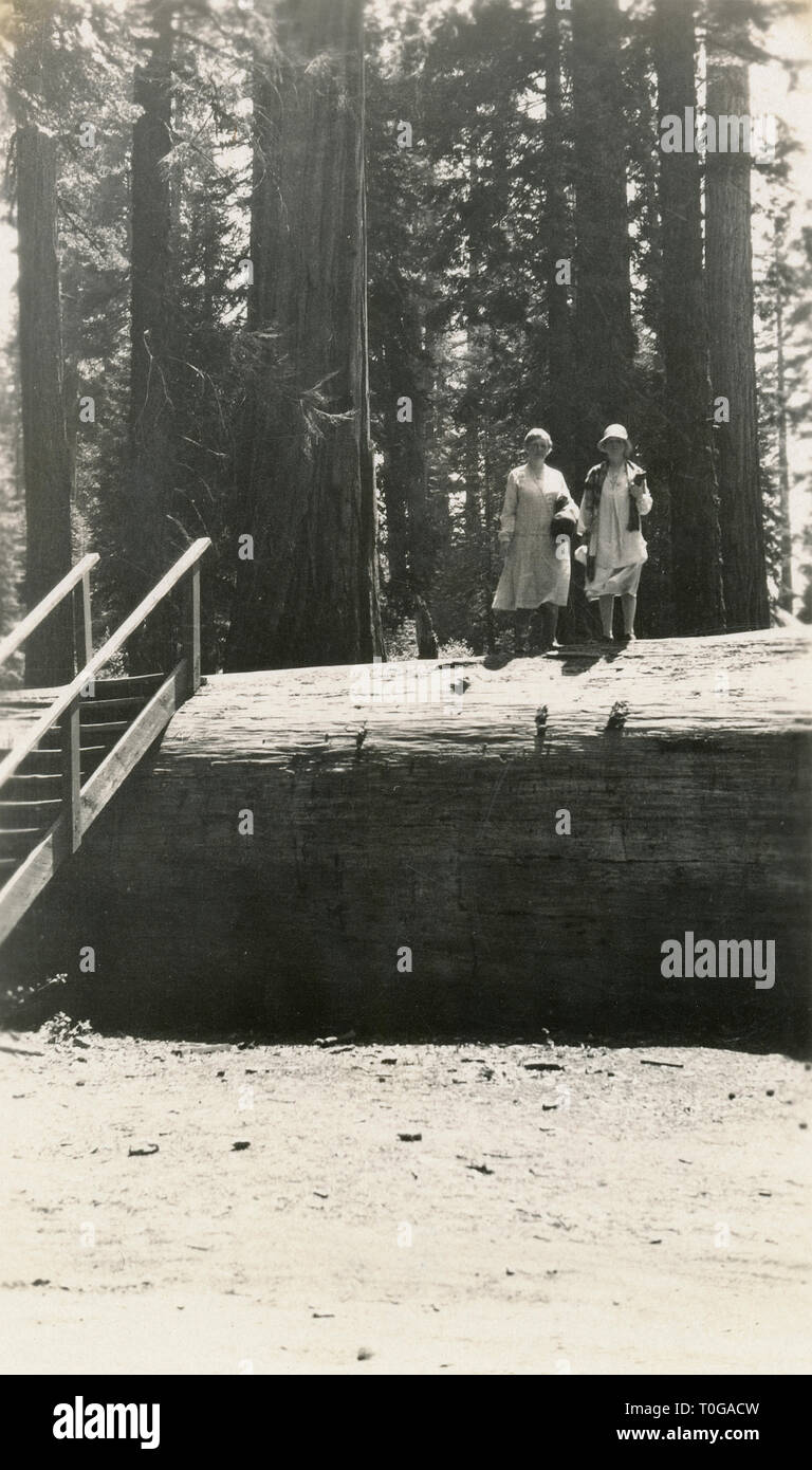 Antique June 1929 photograph, two women on the fallen Massachusetts redwood tree in Mariposa Grove, a sequoia grove located near Wawona, California, United States, in Yosemite National Park. It fell in 1927 and had been one of the most famous trees in the grove. SOURCE: ORIGINAL PHOTOGRAPH Stock Photo