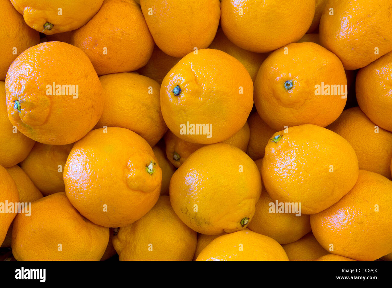 Close-up of various ripe oranges. Stock Photo