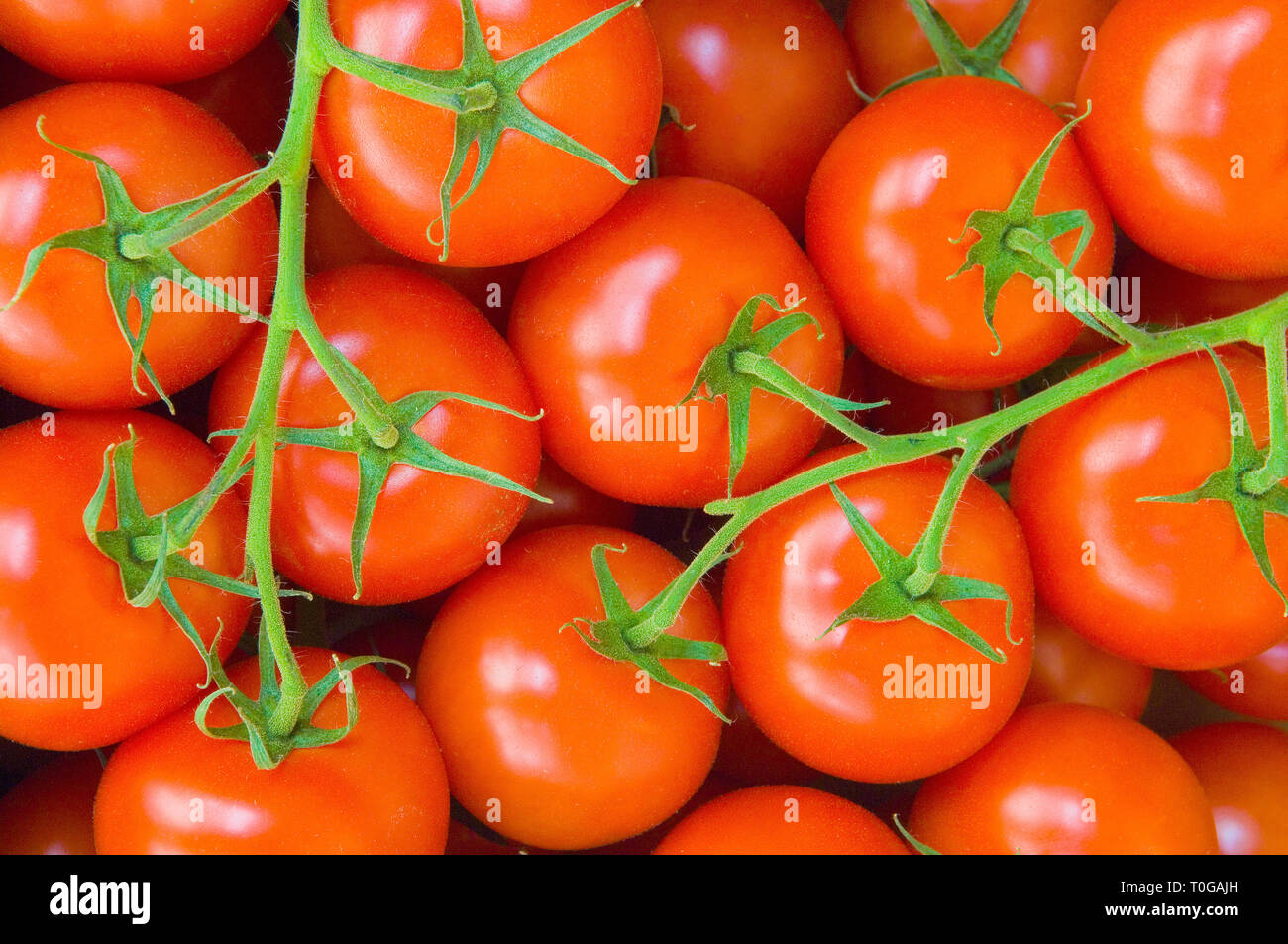 Close-up of fresh vine ripened tomatoes. Stock Photo
