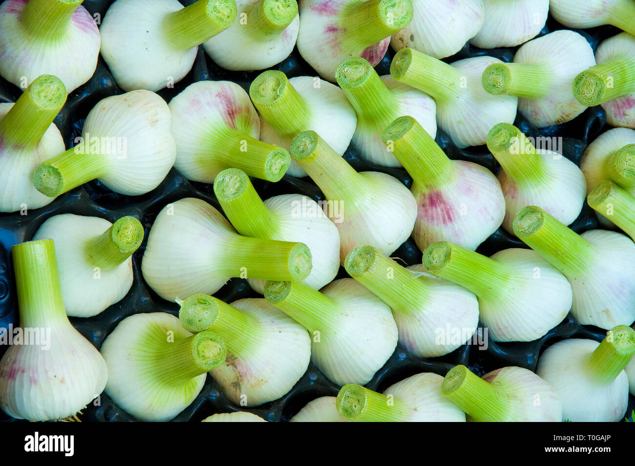 Wet garlic, sometimes called green garlic is freshly harvested garlic that has not been hung. It is milder and and less pungent than the usual kind and can be used raw. Stock Photo