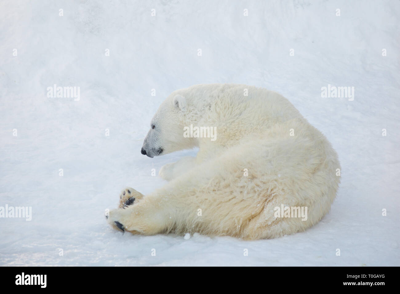 Polar bear cub is lying on the white snow. Ursus maritimus or Thalarctos Maritimus. Animals in wildlife. Stock Photo