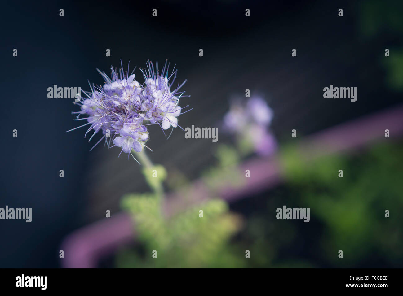 Pale lilac flowers blossoming on a mint plant Stock Photo