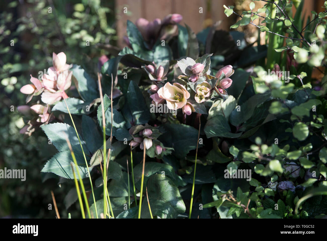 Artificial flowers on Covent Garden as decorations Stock Photo Alamy