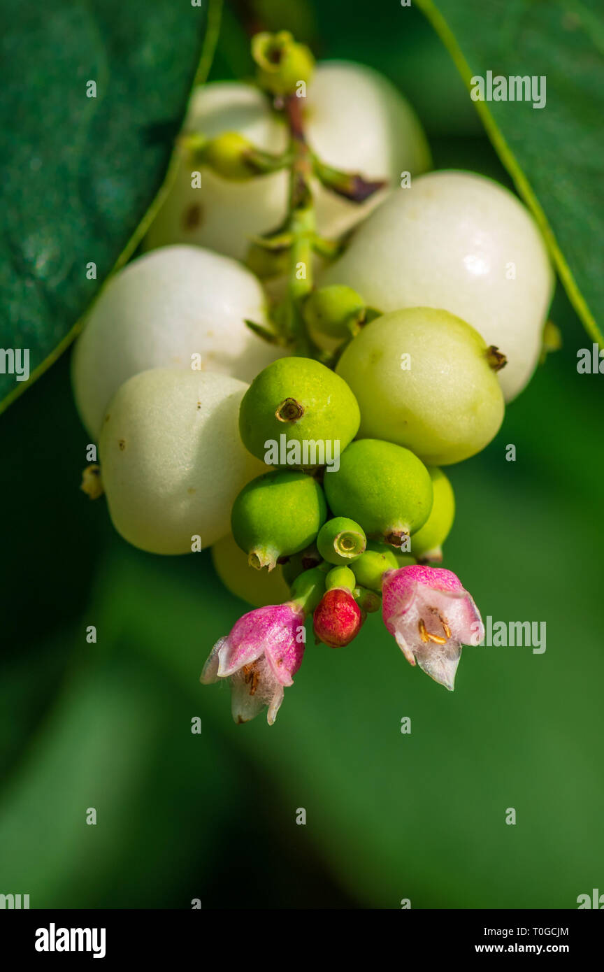 Inflorescence and fruits of the snowberry, Symphoricarpos, shallow depth of field Stock Photo