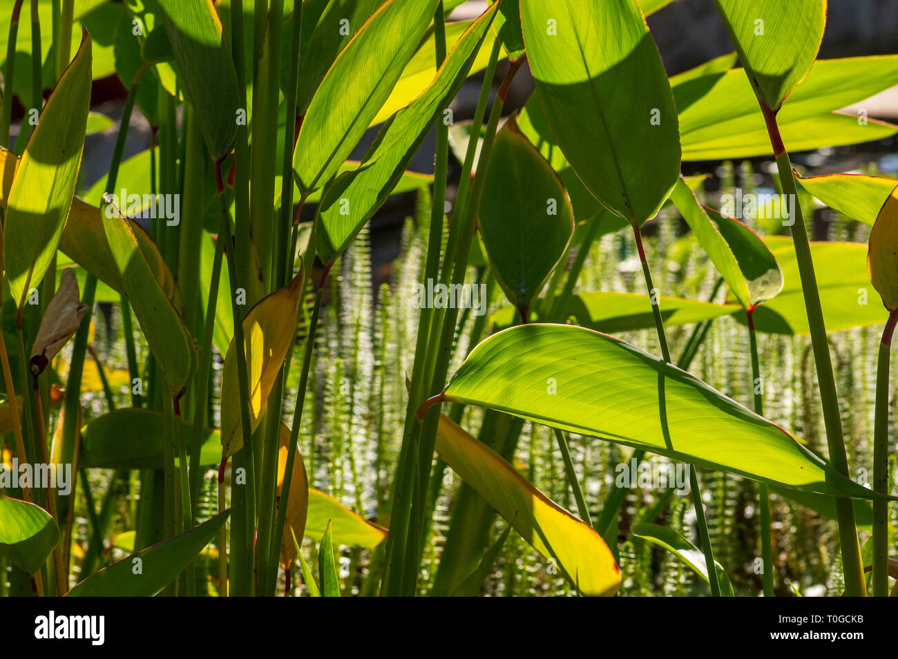 Large-leaved green pond plant in the foreground, common mares-tail, Hippuris vulgaris, in background Stock Photo
