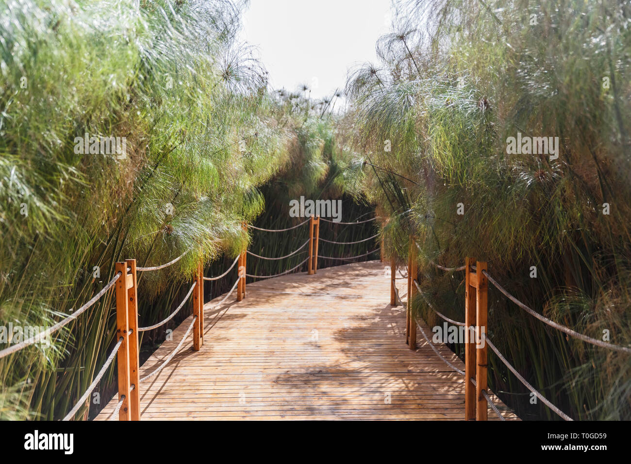 Wooden road through cyperus papyrus green plants Stock Photo