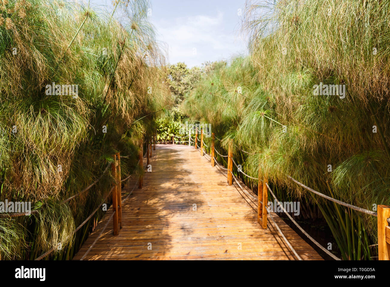Wooden road through cyperus papyrus green plants Stock Photo