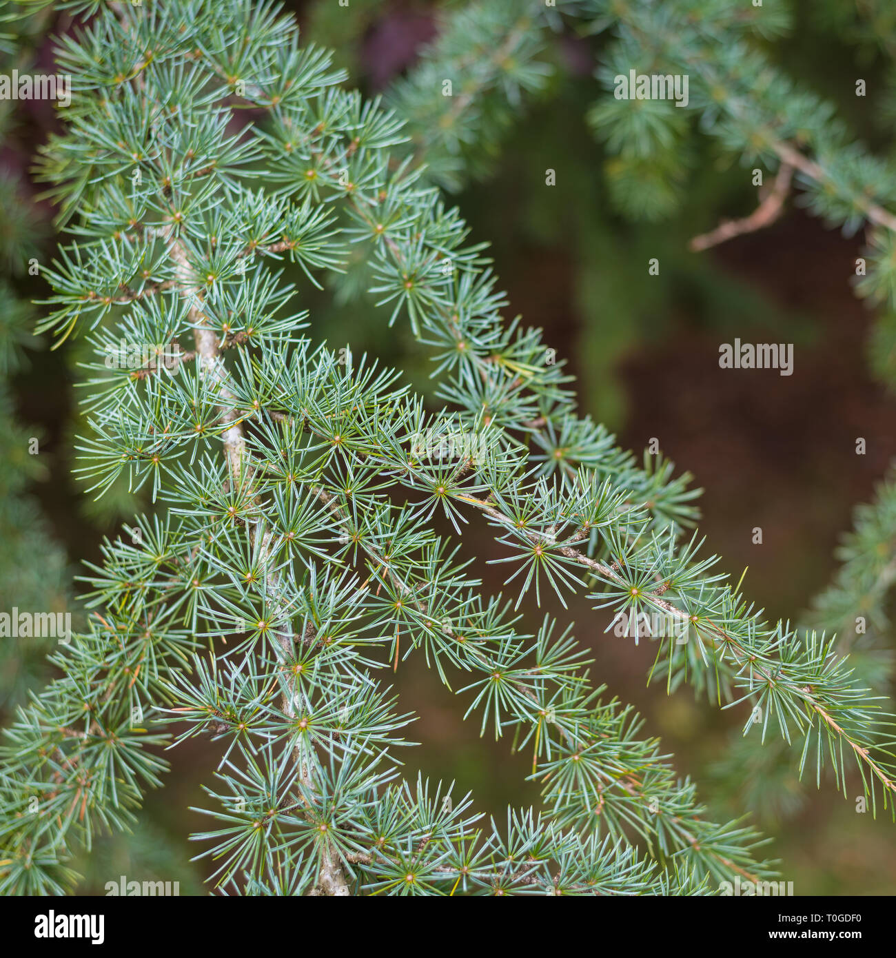 Cedrus deodara Conifer, also known as the deodar cedar and Himalayan cedar in Wakehurst Wild Botanic Gardens, United Kingdom Stock Photo
