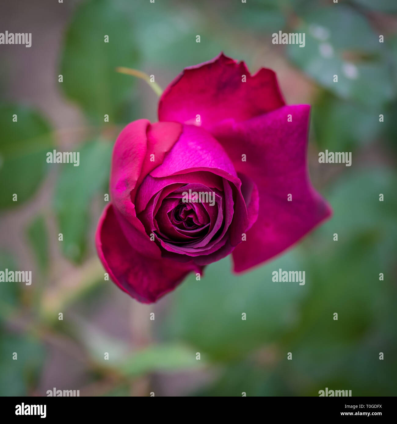 English rose in Wakehurst Wild Botanic Gardens, United Kingdom Stock