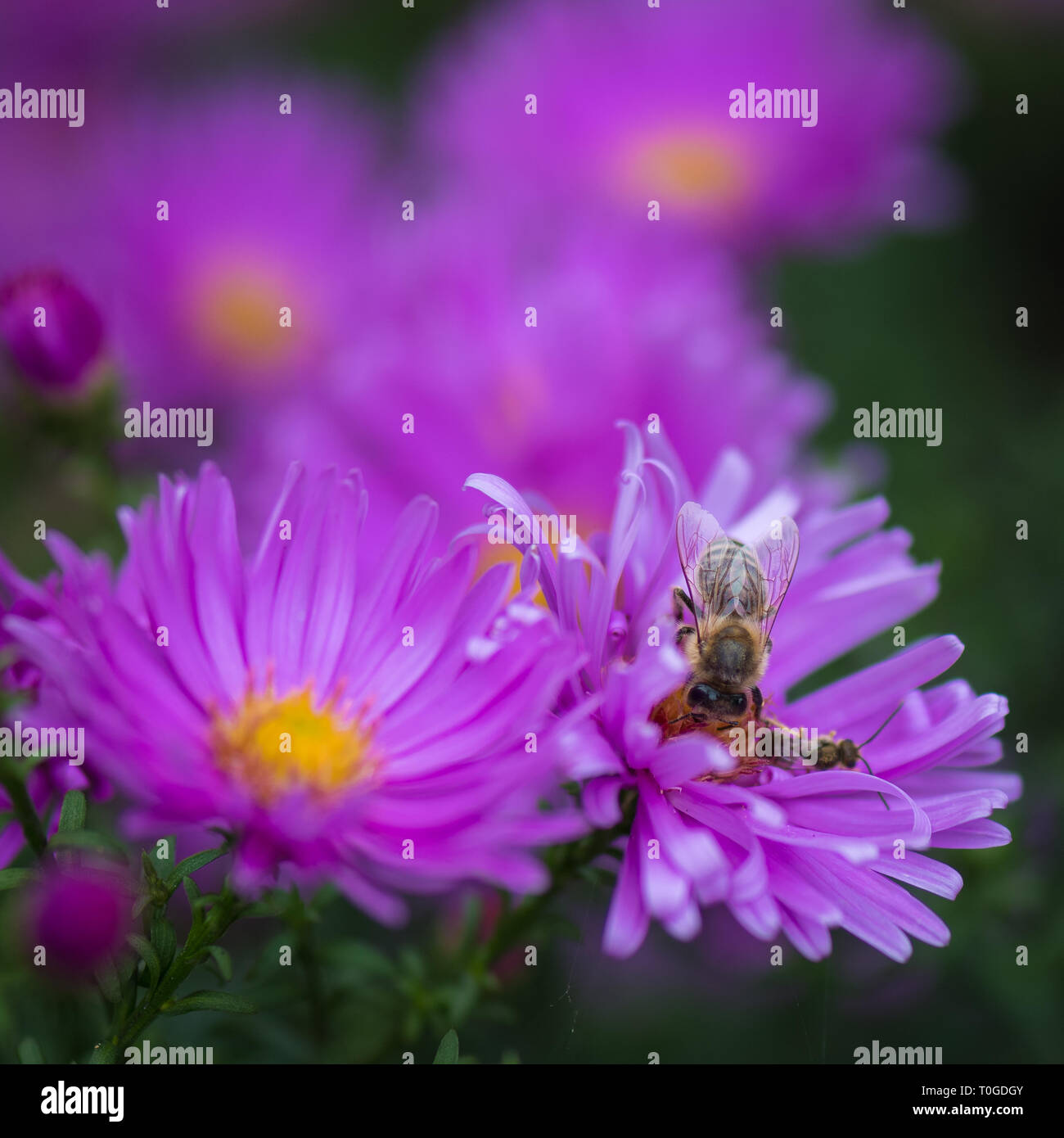 Aster amellus, perennial flowering plants in the family Asteraceae and pollinating honey bee in Wakehurst Wild Botanic Garden, United Kingdom Stock Photo