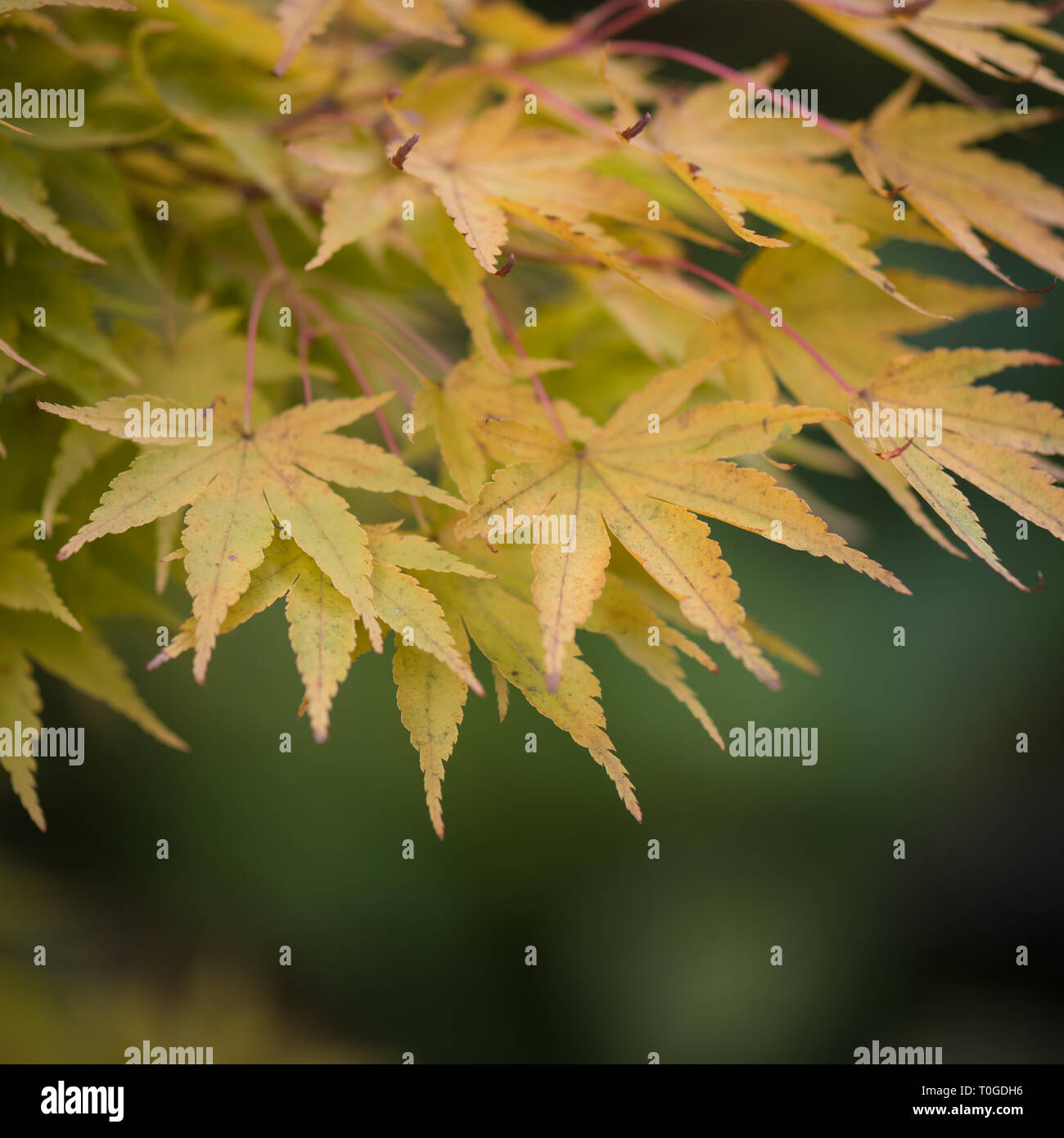Japanese maple, Acer palmatum 'Sango-kaku' in its autumn foliage photographed at Wakehurst Wild Botanic Gardens in England Stock Photo