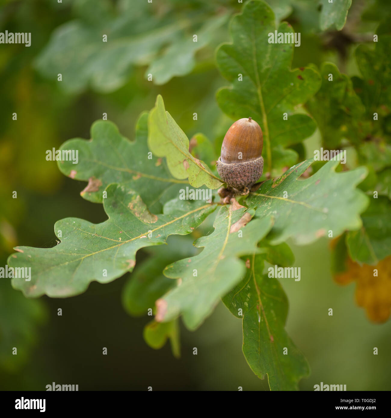 Details of oak tree leaf Stock Photo