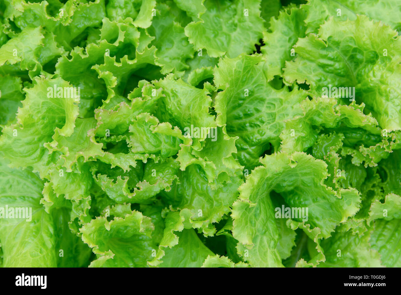 Salad leaf. Fresh Lettuce background. vegetables background Stock Photo