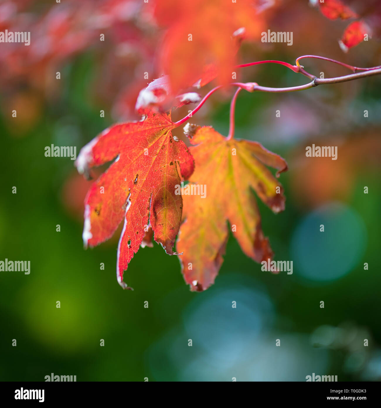Planting Shrub Autumn Stock Photos Planting Shrub Autumn Stock